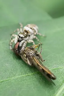 130619: Jumping spider with hoverfly prey - Norfolk UK