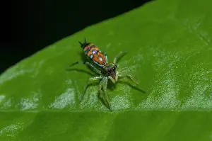 250521: Jumping Spider on leaf - Klungkung, Bali, Indonesia