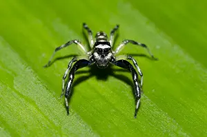 Salticidae: Jumping Spider - on leaf - Klungkung, Bali, Indonesia