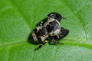 Salticidae: Jumping Spider on leaf - West Bali National Park, near Menja