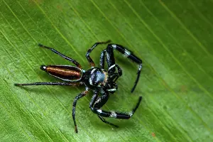 Amazonian: Jumping Spider (Lurio sp) on a leaf, Saramaca, French