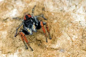 Chrysops: Jumping Spider - male