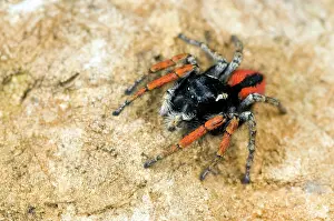 Chrysops: Jumping Spider - male