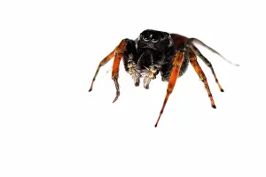 Chrysops: Jumping Spider male on white background