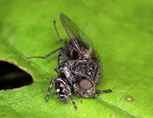 Capturing: Jumping Spider with Prey