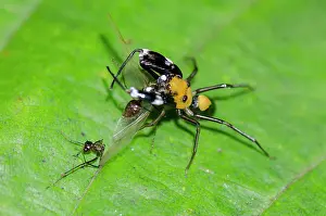 Weda: Jumping Spider with prey