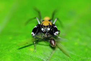 Weda: Jumping Spider with prey