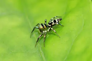 Metallic: Jumping Spider - Saba, Bali, Indonesia