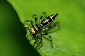 Metallic: Jumping Spider - Saba, Bali, Indonesia