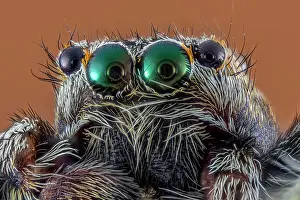 Magnification: Jumping spider (Salticidae), macro photo, magnification