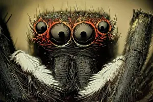 Eyesight: Jumping spider, their superior eyesight helps it