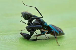 Aculeata: Jumping spider (Thiania bhamoensis) catching an