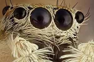 Vision: Jumping spiders have some of the best vision amo