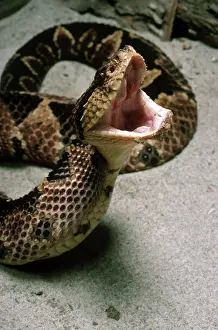 Vipers: Jumping Viper