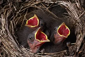 Hyemalis: Junco Chicks