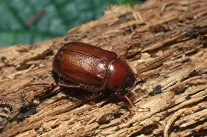 Coleopteran: June Beetle