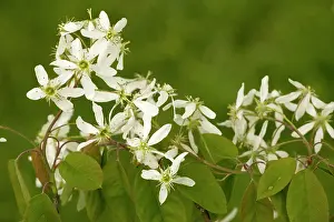 Amelanchier: June berry