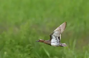Querquedula: June - North Norfolk - UK