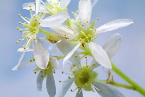 Helder: Juneberry