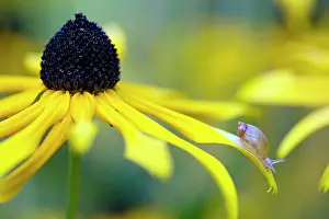 Helix: Jung Garden Snail - on petal of Black Eyed Susan