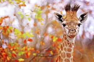 Giraffe: Junge Giraffe in buntem Laub, Kruger NP, S