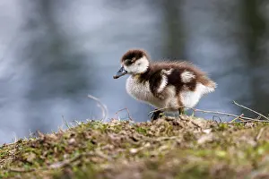 110522: Junge Nilgans (Alopochen aegyptiaca), Deutschland