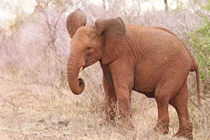 Attack: Junger Elefant im Kruger Nationalpark S