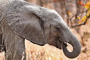 Attack: Junger Elefant im Kruger Nationalpark S