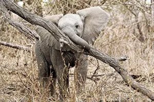 Attack: Junger Elefant spielt mit einem Baum im Kruger Nationalpark