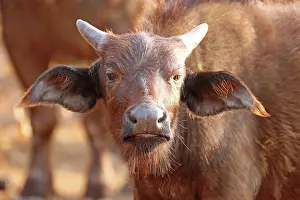 Buffalo: Junger Kaffernb