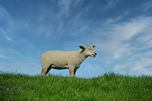 Dyke: Junges Schaf, Lamm auf einem Deich, Elbdeich, Schleswig-Hols