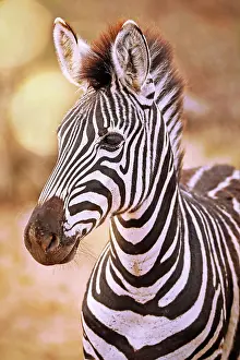 Zebra: Junges Steppenzebra, S