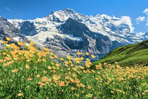 Bern: Jungfrau with buttercup, Bernese Oberland, Switzerland