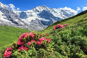 Bern: Jungfrau mit Alpenrosen, Berner Oberland, Schweiz