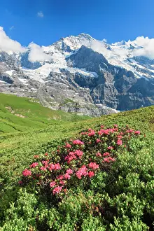 Bern: Jungfrau mit Alpenrosen, Berner Oberland, Schweiz