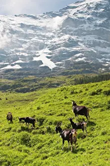 Jungfrau: Jungfrau Region, Switzerland. Alpine goats