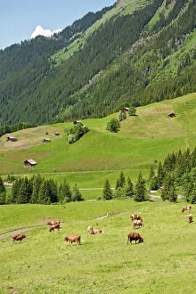 Jungfrau: Jungfrau Region, Switzerland. Alpine pasture