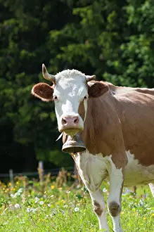 Murren: Jungfrau Region, Switzerland. Cow and cowbell