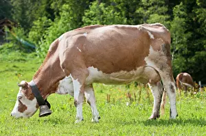 Murren: Jungfrau Region, Switzerland. Cow and cowbell