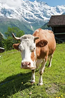 Murren: Jungfrau Region, Switzerland. Jungfrau massif