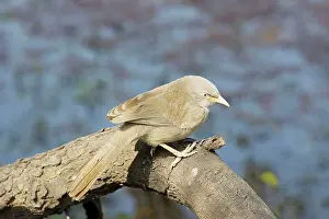 Babbler: Jungle Babbler