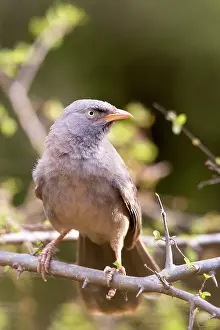 Striata: Jungle Babbler