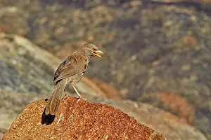 Striata: Jungle Babbler