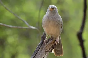 Striatus: Jungle Babbler