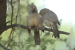 Striatus: Jungle Babbler