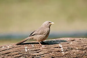 Babbler: Jungle Babbler - standing on log