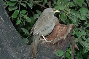 Babbler: Jungle Babbler - On tree stump