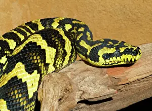 Morelia: Jungle Carpet Python