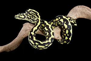 Spilota: Jungle Carpet Python - Cheynei sub-species