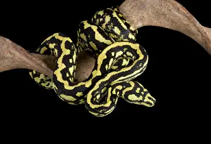 Spilota: Jungle Carpet Python - Cheynei sub-species